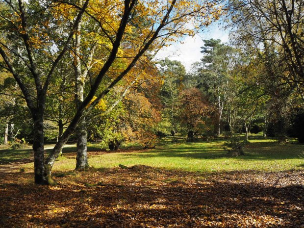 New Forest, October Favourites