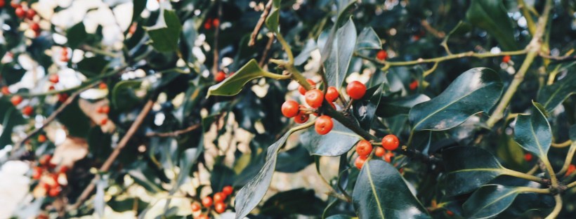 Holly on Southampton Common, November 2017, Olympus E-PL8