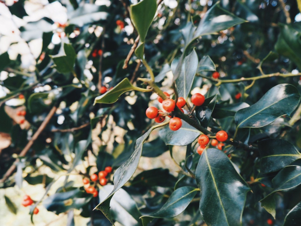 Why I’m grateful for&nbsp;2017