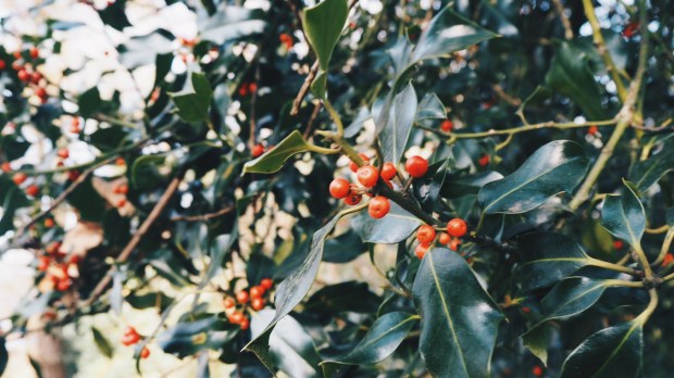 Holly on Southampton Common, November 2017, Olympus E-PL8