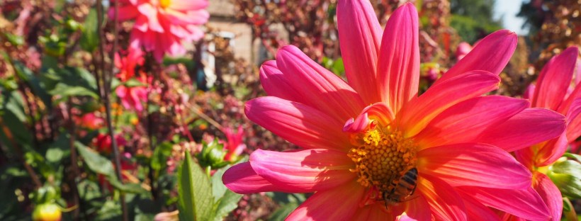 A pink flower with a bee in the middle