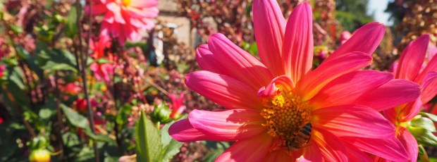 A pink flower with a bee in the middle