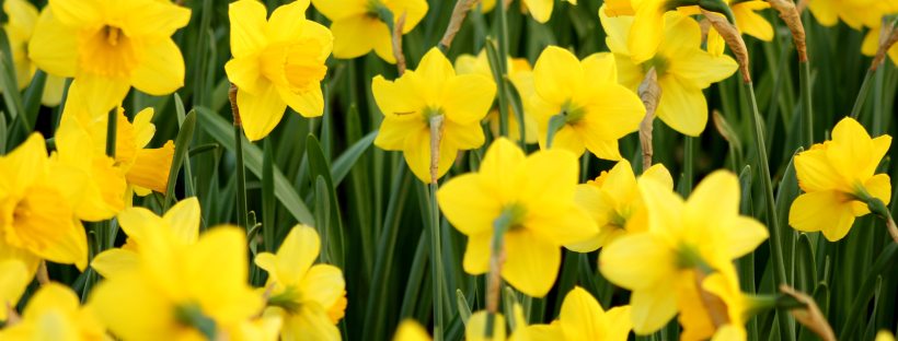 A lot of bright yellow daffodils
