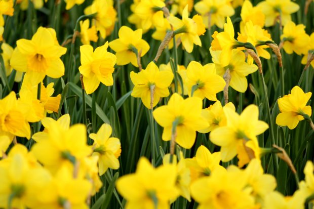 A lot of bright yellow daffodils