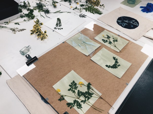 dried plants on paper, set out for the cyanotype workshop