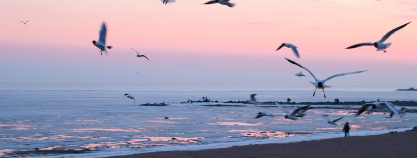 seagulls flying against a sunset