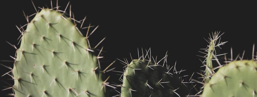 sharp spiky cacti against a black background
