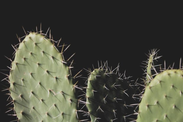 sharp spiky cacti against a black background