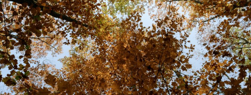 Looking up into an autumnal canopy of trees