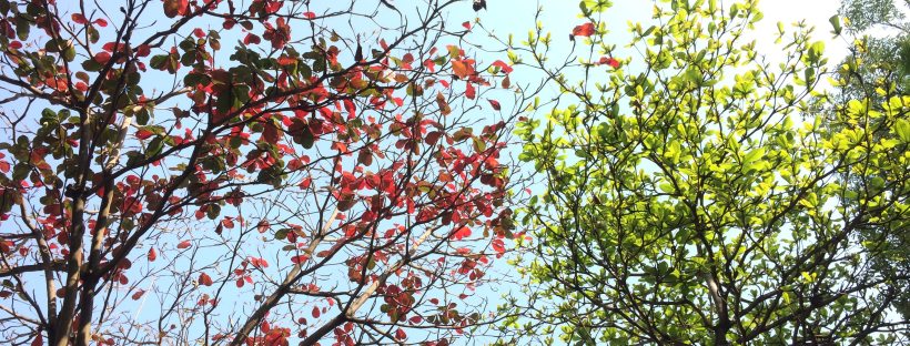 Leafy trees against the sky