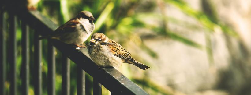 Three sparrows sitting on a railing