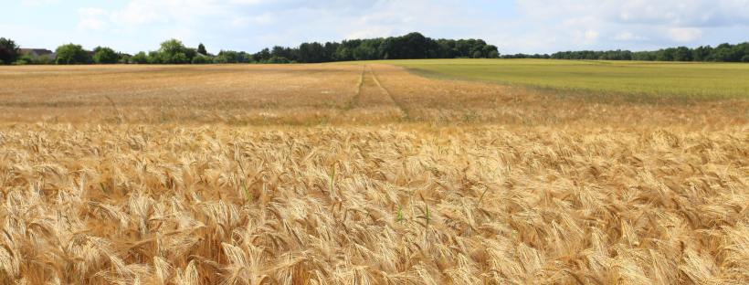 A field of wheat ready for harvest with a cloudy sky overhead